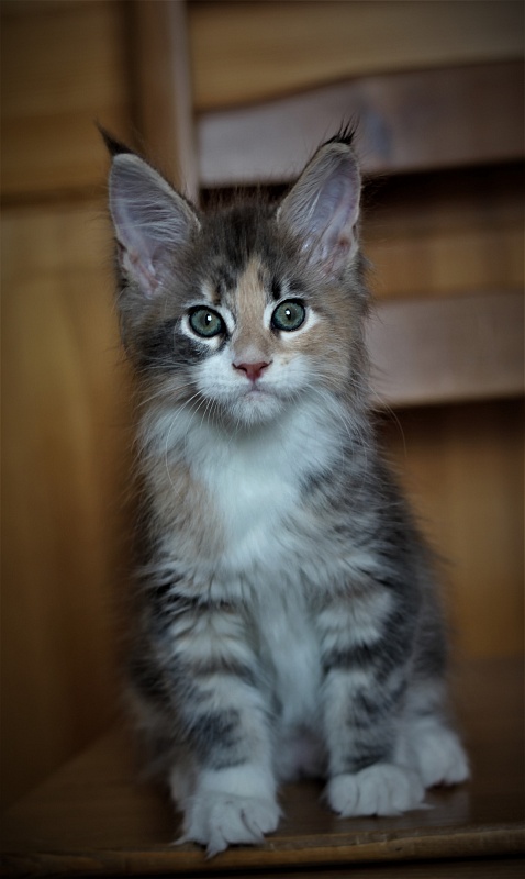 UA*Cremma Monterini - Kitten maine-coon 2 months 1 week
