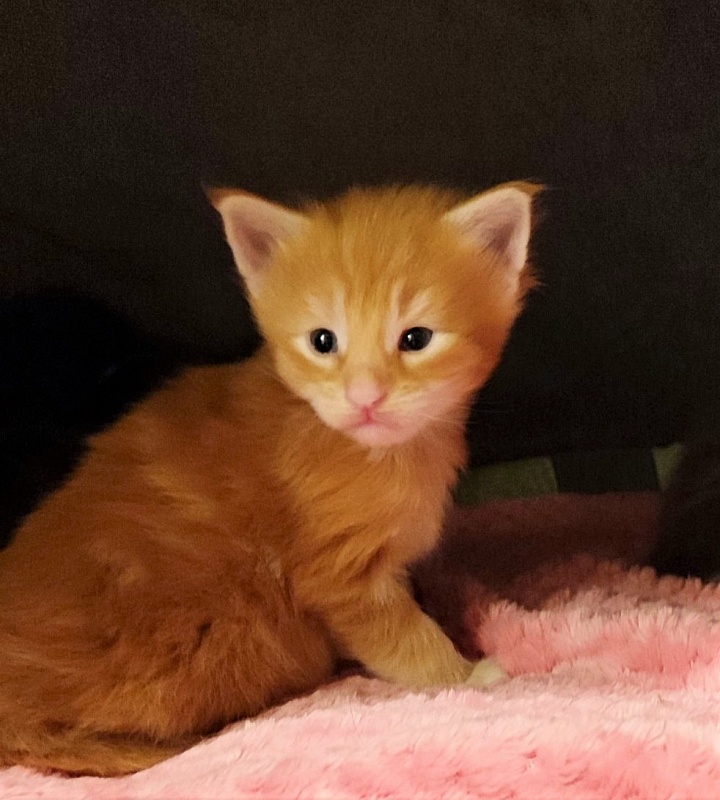 Deifenbaker Monterini - Кошеня мейн-кун 3 тижні