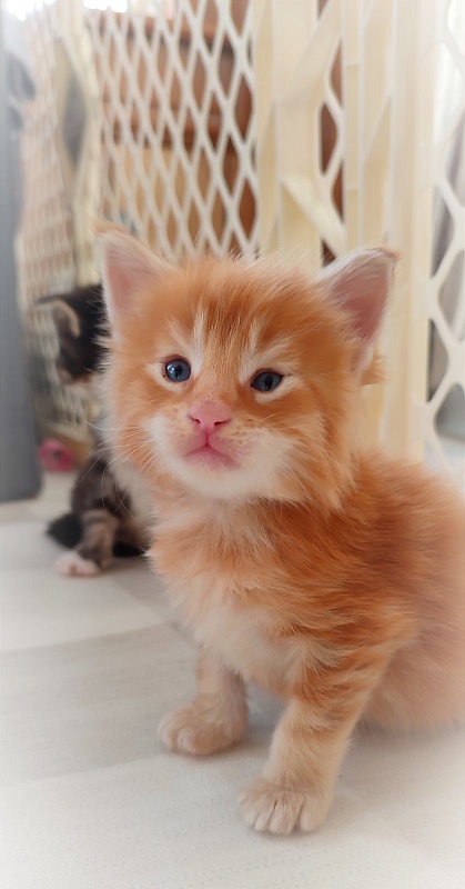 Deifenbaker Monterini - Кошеня мейн-кун 3,5 тижні