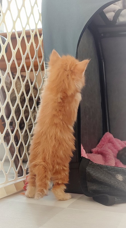 Deifenbaker Monterini - Кошеня мейн-кун 3,5 тижні