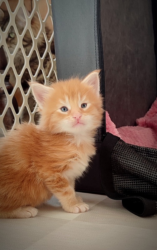 Deifenbaker Monterini - Кошеня мейн-кун 3,5 тижні