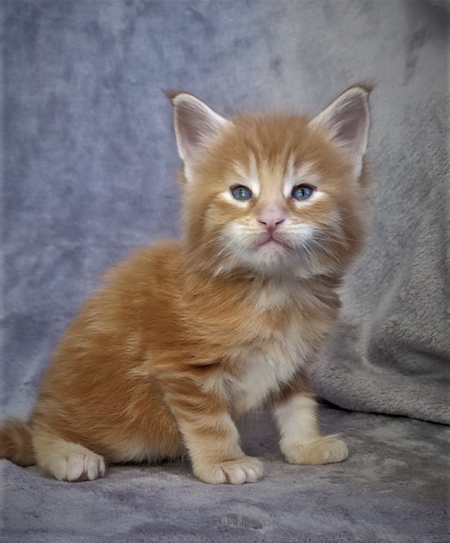 Deifenbaker Monterini - Кошеня мейн-кун 1 місяць