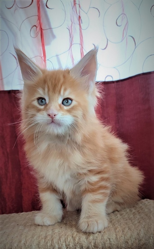 Deifenbaker Monterini - Кошеня мейн-кун 1 місяць 2,5 тижні