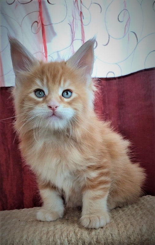 Deifenbaker Monterini - Кошеня мейн-кун 1 місяць 2,5 тижні