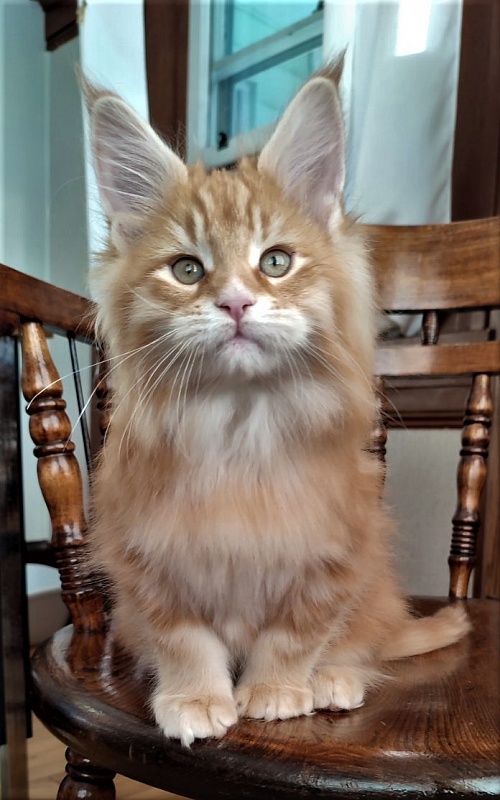 Deifenbaker Monterini - Кошеня мейн-кун 2 місяця 1,5 тиждень