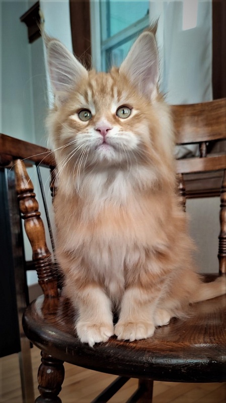 Deifenbaker Monterini - Кошеня мейн-кун 2 місяця 1,5 тиждень