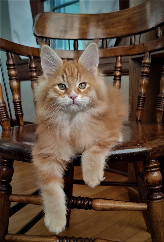 Deifenbaker Monterini - Кошеня мейн-кун 2 місяця 1,5 тиждень