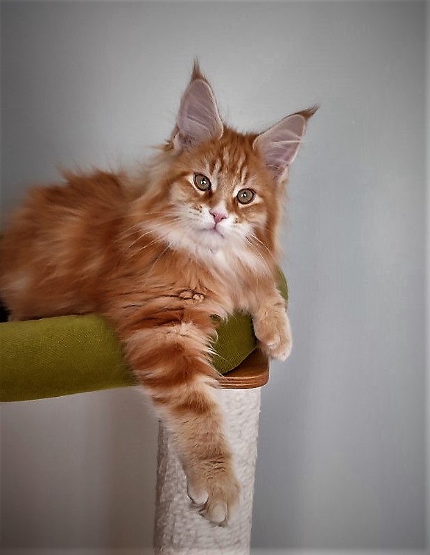 Deifenbaker Monterini - Кошеня мейн-кун 3 місяця 1 тиждень