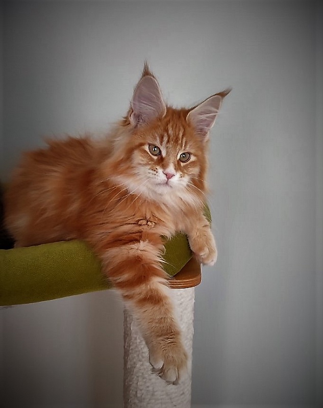 Deifenbaker Monterini - Кошеня мейн-кун 3 місяця 1 тиждень