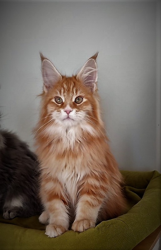 Deifenbaker Monterini - Кошеня мейн-кун 3 місяця 1 тиждень