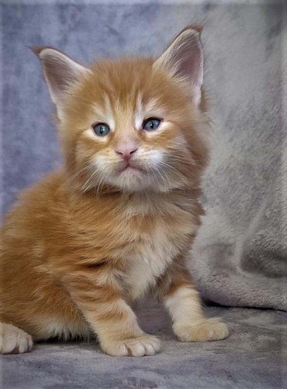 Deifenbaker Monterini - Кошеня мейн-кун 1 місяць