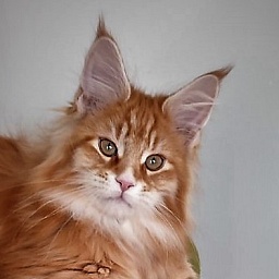 Deifenbaker Monterini