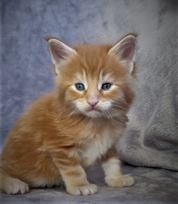 Deifenbaker Monterini - Кошеня мейн-кун 1 місяць