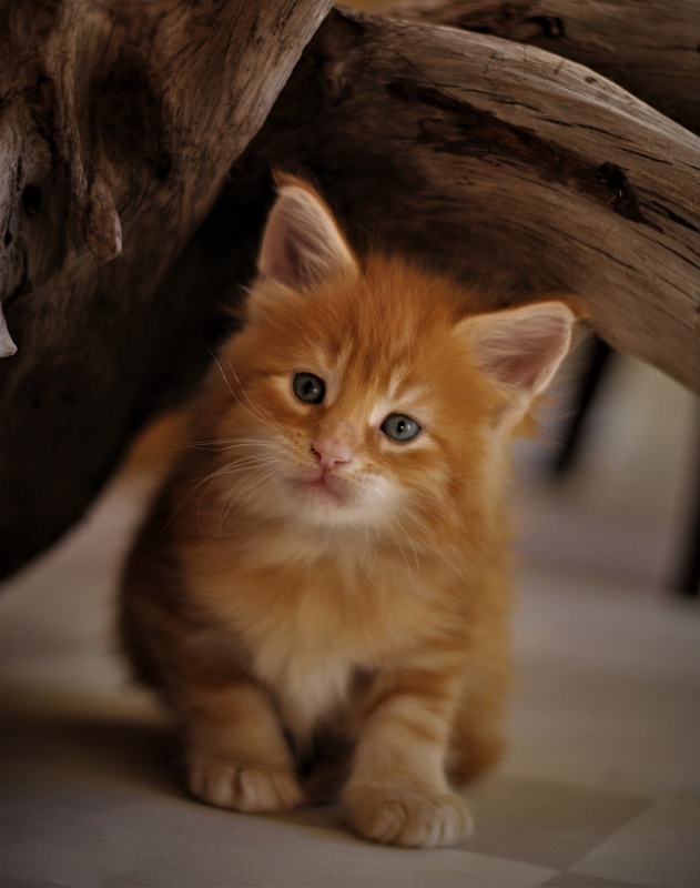 Deifenbaker Monterini - Кошеня мейн-кун 1 місяць 0,5 тижнів