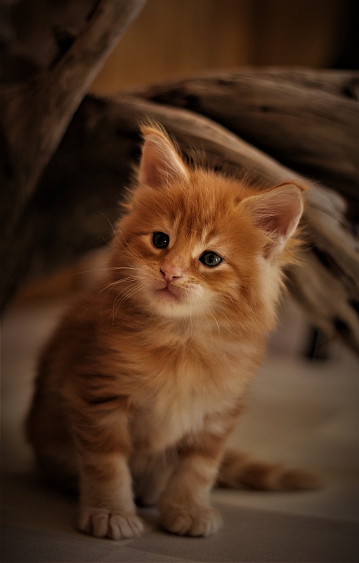 Deifenbaker Monterini - Кошеня мейн-кун 1 місяць 0,5 тижнів