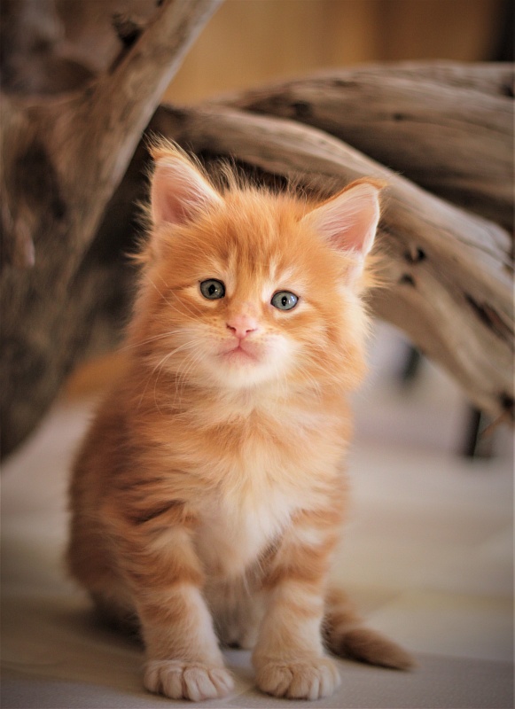 Deifenbaker Monterini - Кошеня мейн-кун 1 місяць 0,5 тижнів