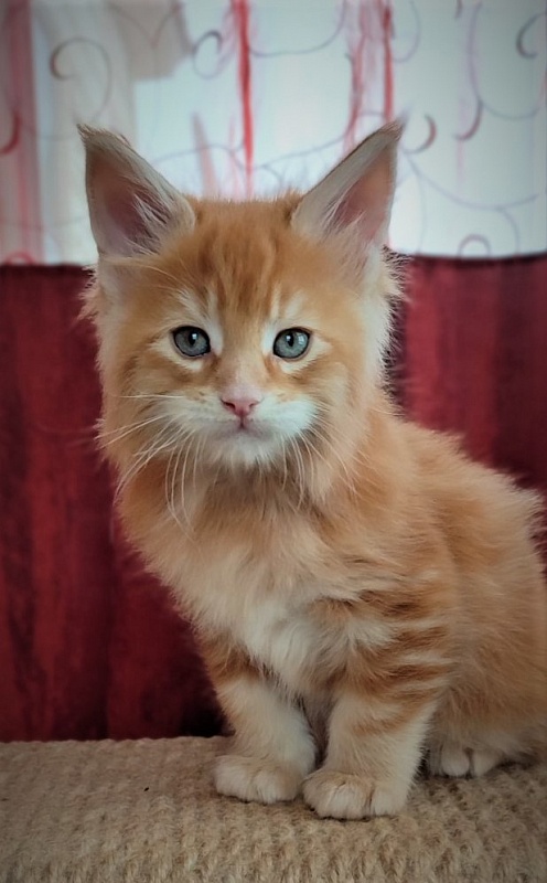 Deifenbaker Monterini - Кошеня мейн-кун 1 місяць 2,5 тижні