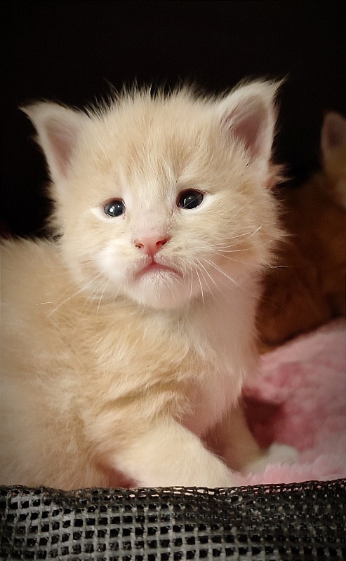 UA*Drumheller Monterini - Kitten maine-coon 3 weeks