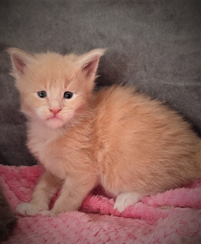 UA*Drumheller Monterini - Kitten maine-coon 3.5 weeks