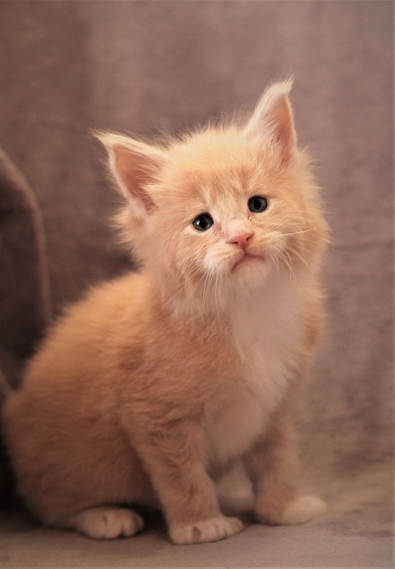 UA*Drumheller Monterini - Kitten maine-coon 1 month