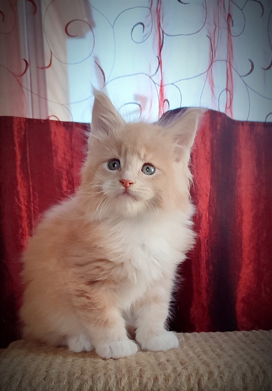 UA*Drumheller Monterini - Kitten maine-coon 1 month 2 weeks