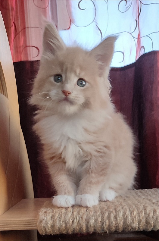 UA*Drumheller Monterini - Kitten maine-coon 1 month 2 weeks