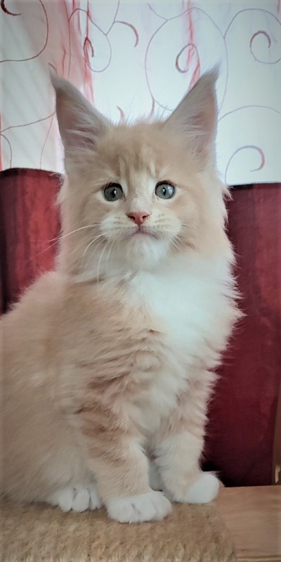 UA*Drumheller Monterini - Kitten maine-coon 1 month 2.5 weeks