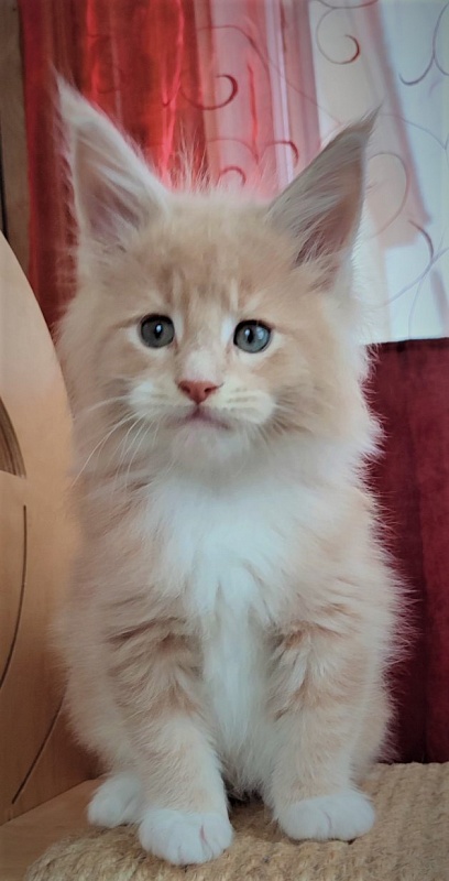 UA*Drumheller Monterini - Kitten maine-coon 1 month 2.5 weeks