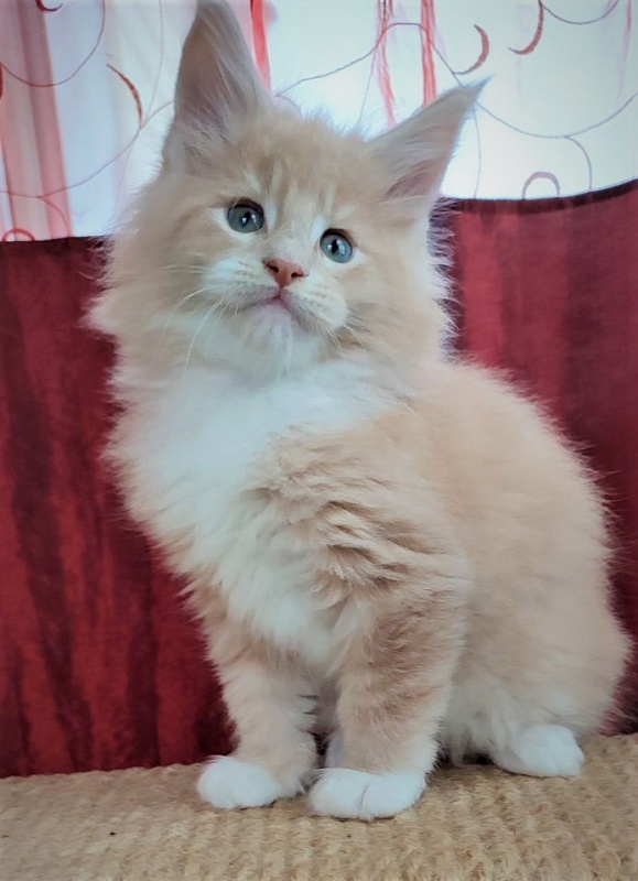 UA*Drumheller Monterini - Kitten maine-coon 1 month 2.5 weeks
