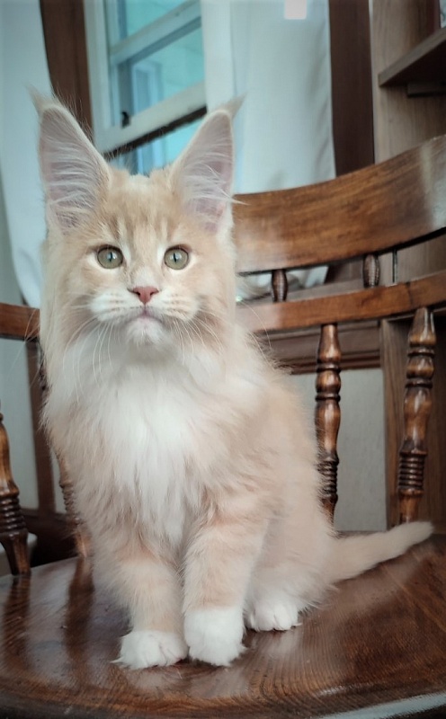 UA*Drumheller Monterini - Kitten maine-coon 2 months 1.5 week
