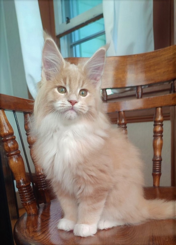 UA*Drumheller Monterini - Kitten maine-coon 2 months 1.5 week