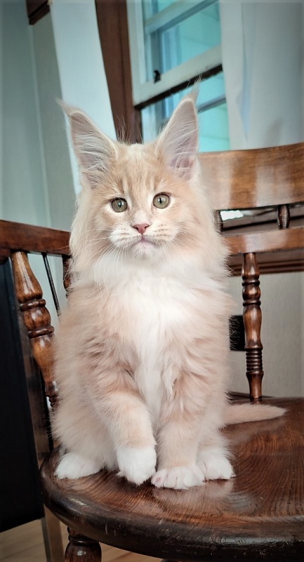UA*Drumheller Monterini - Kitten maine-coon 2 months 1.5 week