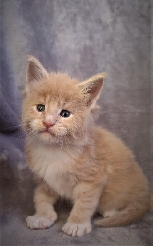 UA*Drumheller Monterini - Kitten maine-coon 1 month