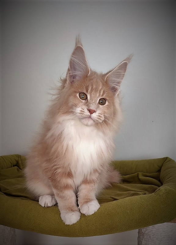 UA*Drumheller Monterini - Kitten maine-coon 3 months 1 week