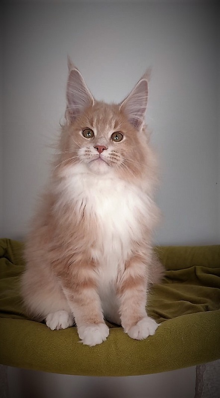 UA*Drumheller Monterini - Kitten maine-coon 3 months 1 week