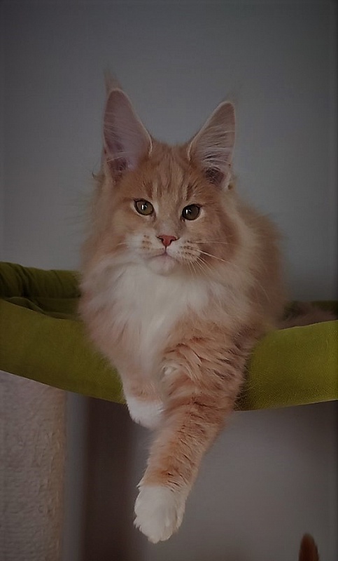 UA*Drumheller Monterini - Kitten maine-coon 3 months 1 week