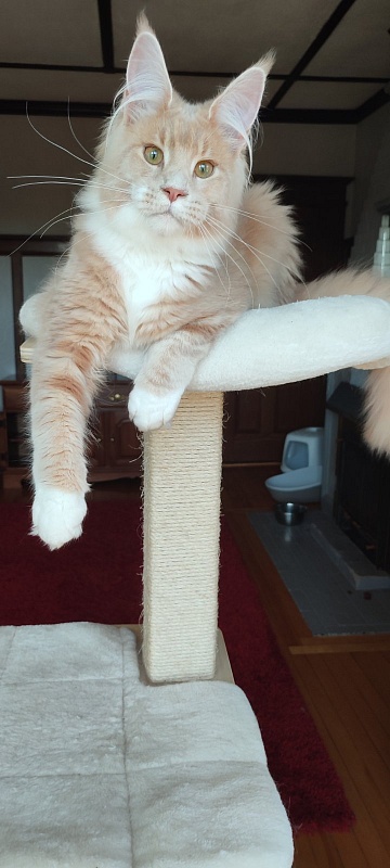 UA*Drumheller Monterini - Kitten maine-coon 6 months 1 week