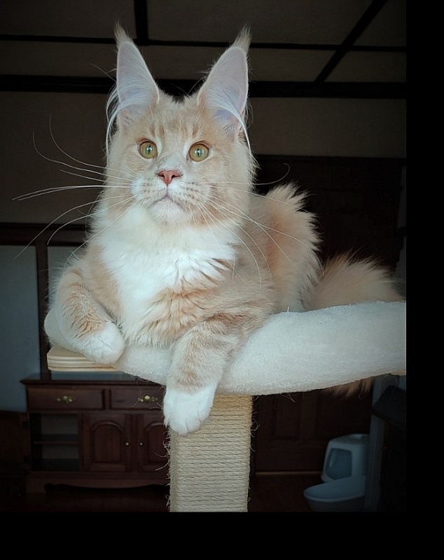 UA*Drumheller Monterini - Kitten maine-coon 6 months 1 week