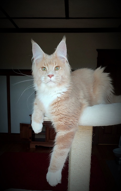 UA*Drumheller Monterini - Kitten maine-coon 6 months 1 week