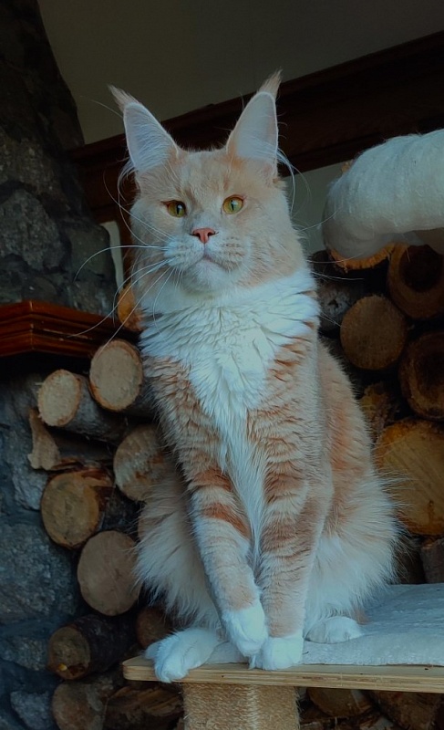 UA*Drumheller Monterini - Adult maine-coon 11 months 1.5 week