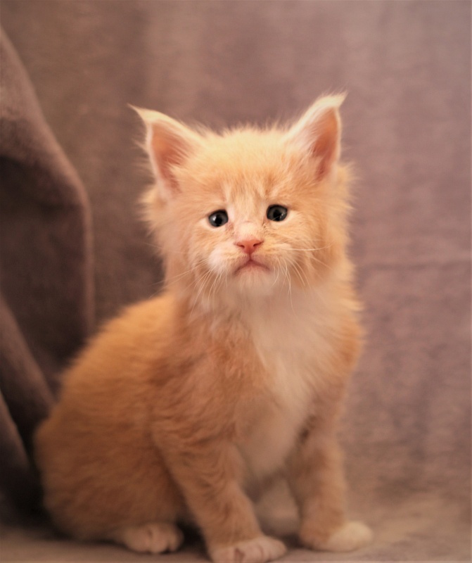 UA*Drumheller Monterini - Kitten maine-coon 1 month