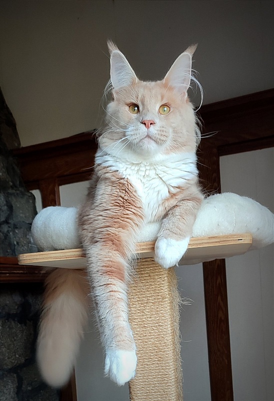 UA*Drumheller Monterini - Junior maine-coon 9 months 3.5 weeks