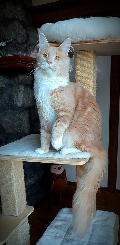 UA*Drumheller Monterini - Junior maine-coon 9 months 3.5 weeks