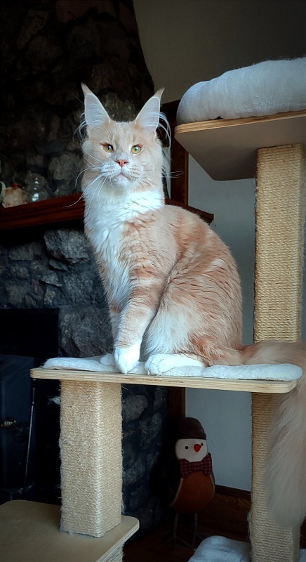 UA*Drumheller Monterini - Junior maine-coon 9 months 3.5 weeks