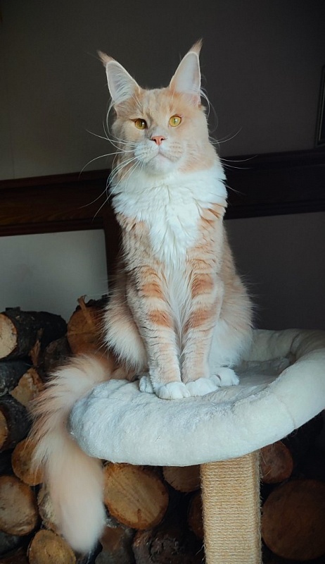 UA*Drumheller Monterini - Adult maine-coon 11 months 1.5 week