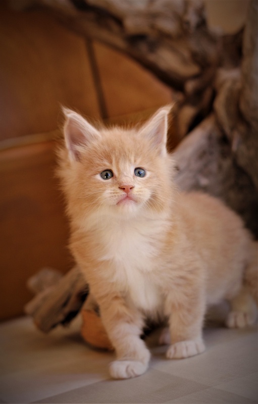 UA*Drumheller Monterini - Kitten maine-coon 1 month 0.5 weeks