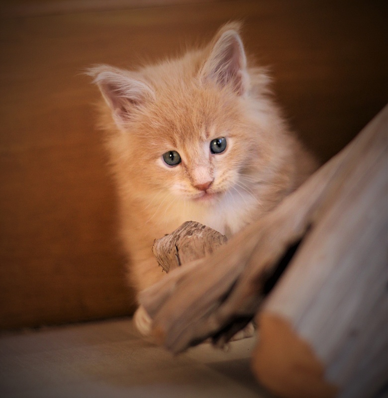 UA*Drumheller Monterini - Kitten maine-coon 1 month 0.5 weeks