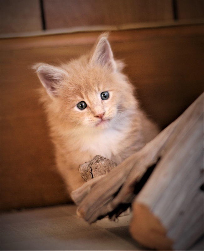 UA*Drumheller Monterini - Kitten maine-coon 1 month 0.5 weeks