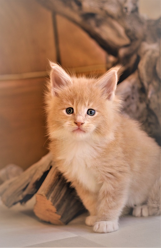UA*Drumheller Monterini - Kitten maine-coon 1 month 0.5 weeks