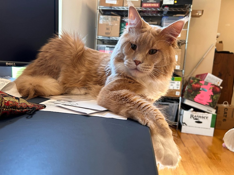 UA*Drumheller Monterini - Adult maine-coon 1 year 9 months 2.5 weeks